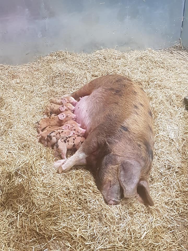 OxfordPig's tweet photo. The #OSBPG are farrowing in the month of November. This gorgeous #OSBpiglets is from the Duchess bloodline one of our 13 bloodlines and listed as only 25 in the UK, we hope to see numbers increase in our New Year Survey. #Conservation #Pedigree #GoNative https://t.co/RMEhqMGlx8