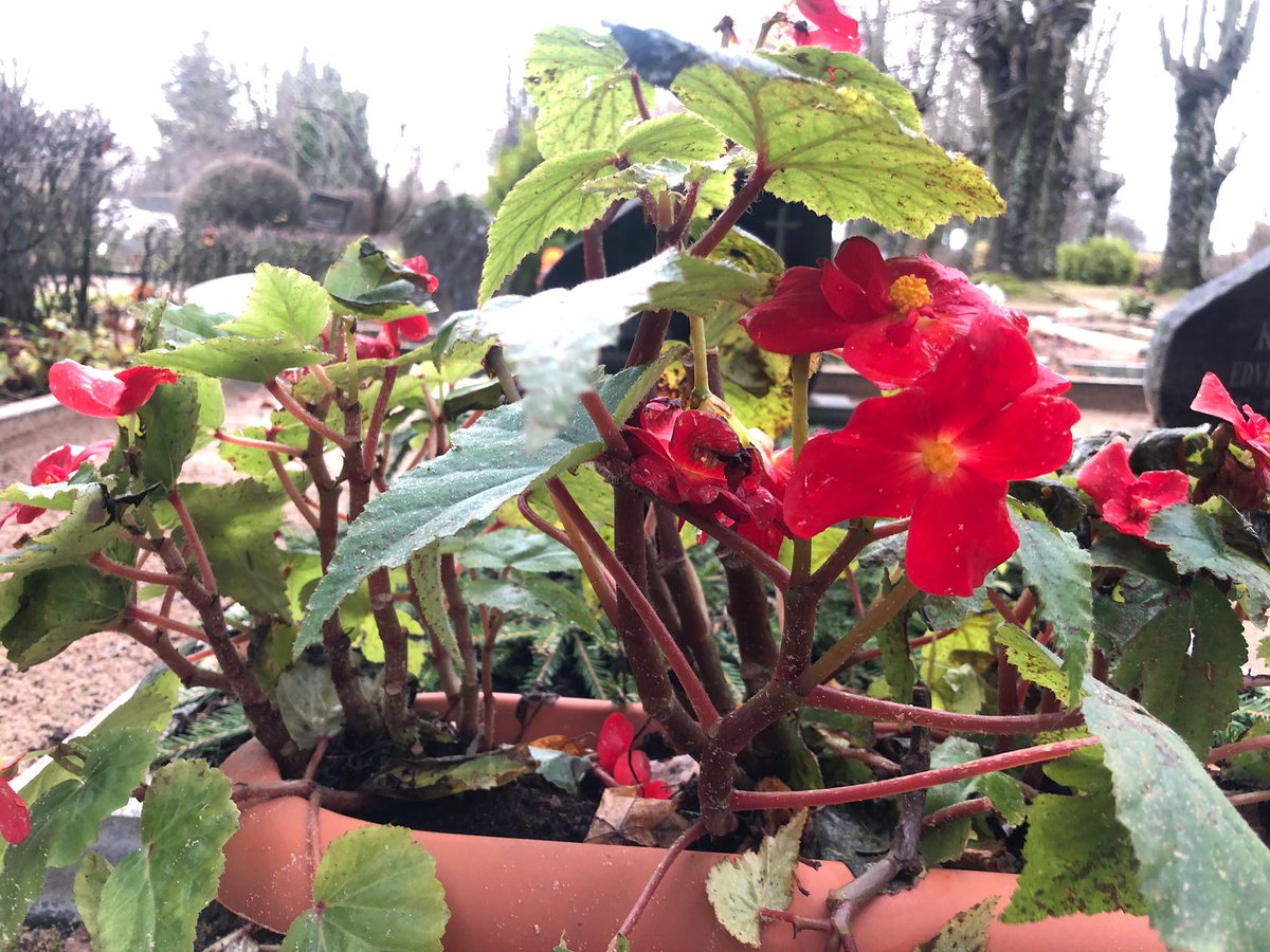 vkoralis's tweet image. Satikāmies Limbažu kapsētā, pavadot vienu no tētiem. Iztikām bez kapličas. Šāds atvadīšanās veids kļūst arvien izplatītāks. 
#bēres #limbaži #limbažukapi #kapsēta #atvadas #pavadīšana  #privātprakse #mācītājs