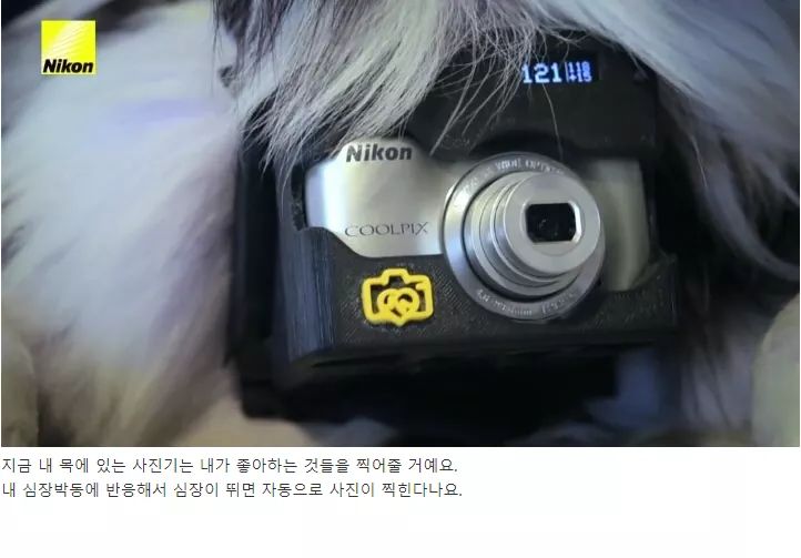 Nong_Mug's tweet photo. 멍뭉이 심장박동이 빨라지면 사진이 찍히는 카메라 https://t.co/lxosegYajz