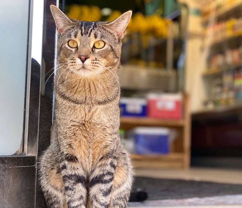 Bodegacats_'s tweet photo. https://t.co/KUDsYXydJG