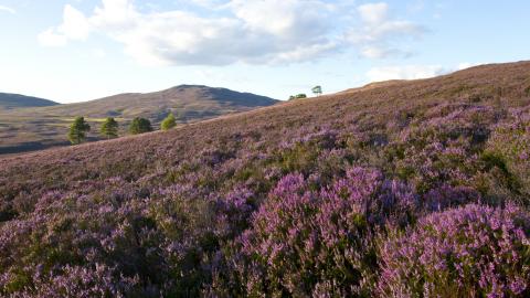 JorgeMelDom's tweet photo. Lowland heath is an ancient wild landscape typical from UK, home of many insects, birds, snakes and lizards. 85% has been destroyed by farming, excavation, and urbanization. It is in our hands to preserve and make people aware of conserving this unique landscape. #2020EBE https://t.co/Zgu9MWLkTt