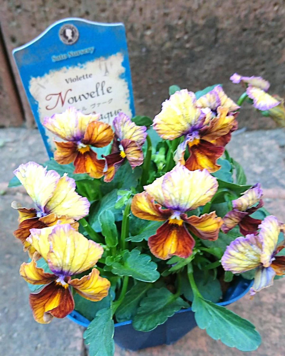 霧島からの贈り物