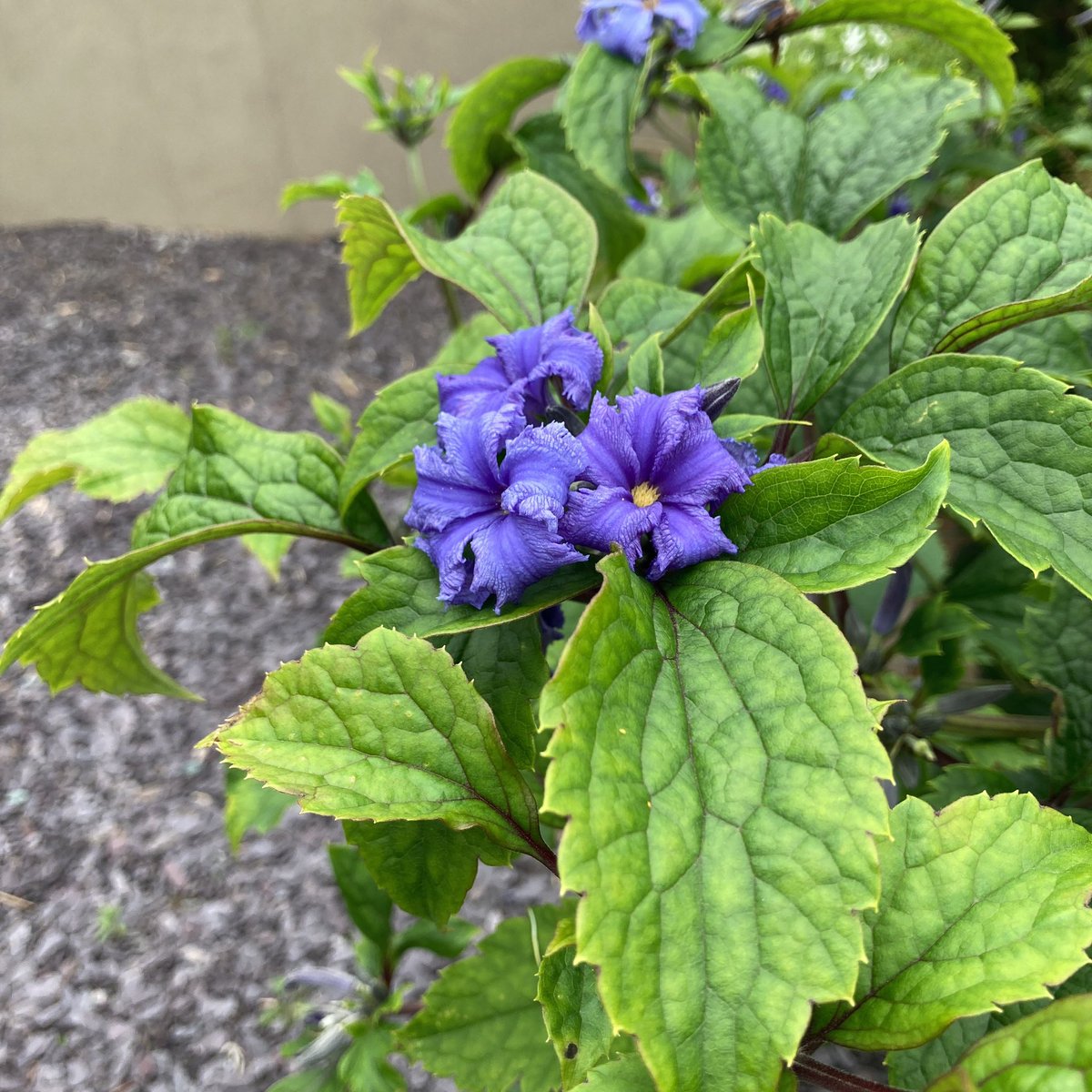 Groobag's tweet photo. @MarwoodGardens could you kindly tell me what this plant is: https://t.co/s8vDnpZQyd