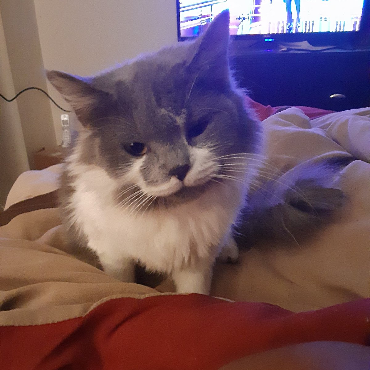 J_CadFaulkner's tweet photo. @MolotovFlicker Hello, I have a kitten that seems to scratch a lot, I have read about you and Burisma I just want to know is there something I can do for my cat? I made an appointment for her in December. https://t.co/zNtSKg6p21