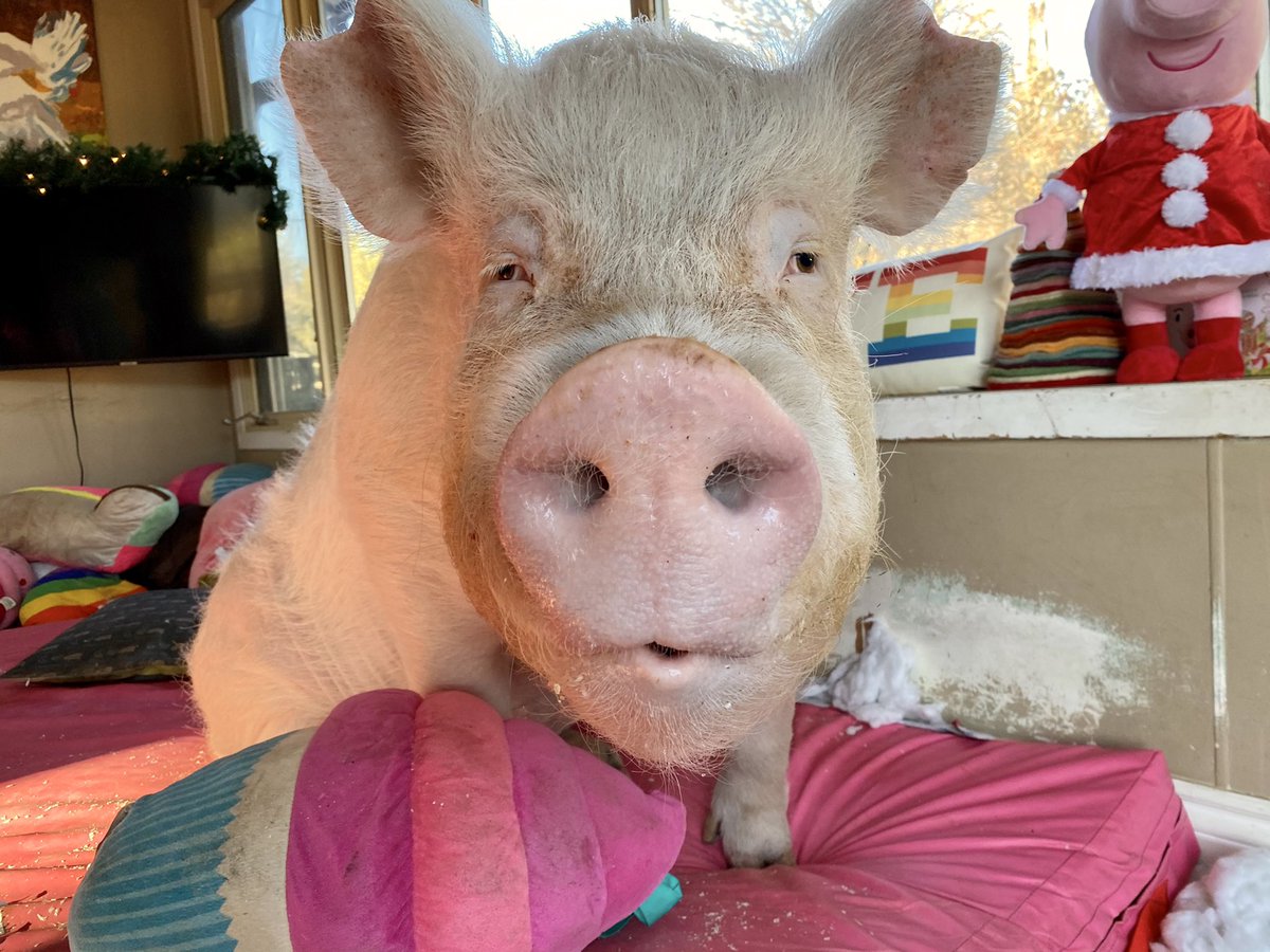 Esther TheWonder Pig tweet media