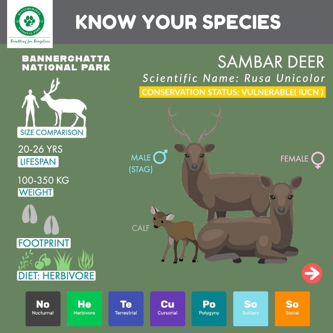 Did u know about the SAMBAR deer?
Sambars are majestic deers displaying unique characteristics and they are widely spread inside the bushy forests of Bannerghatta National park
#deer #sambar #sambardeer #rusa #rusaunicolor #antlers #bannerghattanationalpark #bannerghatta https://t.co/8P61IQx0X5