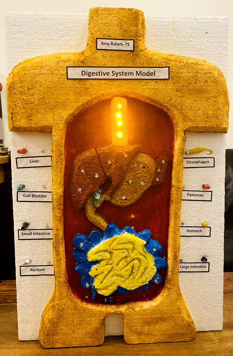 HGS_Sci's tweet photo. Some fantastic entries coming in for the @RoyalSocBio #BioArtAttack competition, including this impressive light up digestive system! https://t.co/LFfh4ZEbvK