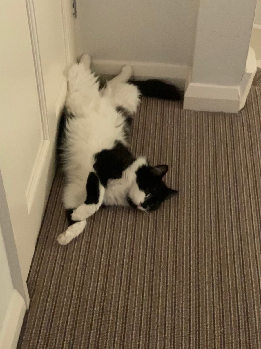 OscarOliveandL1's tweet photo. Found the hot pipes 😺 #toocoldtogoout #CatsOfTwitter https://t.co/dTJyQR9yI4