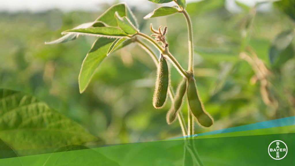 Bayer U.S. 🇺🇸 | Crop Science tweet media