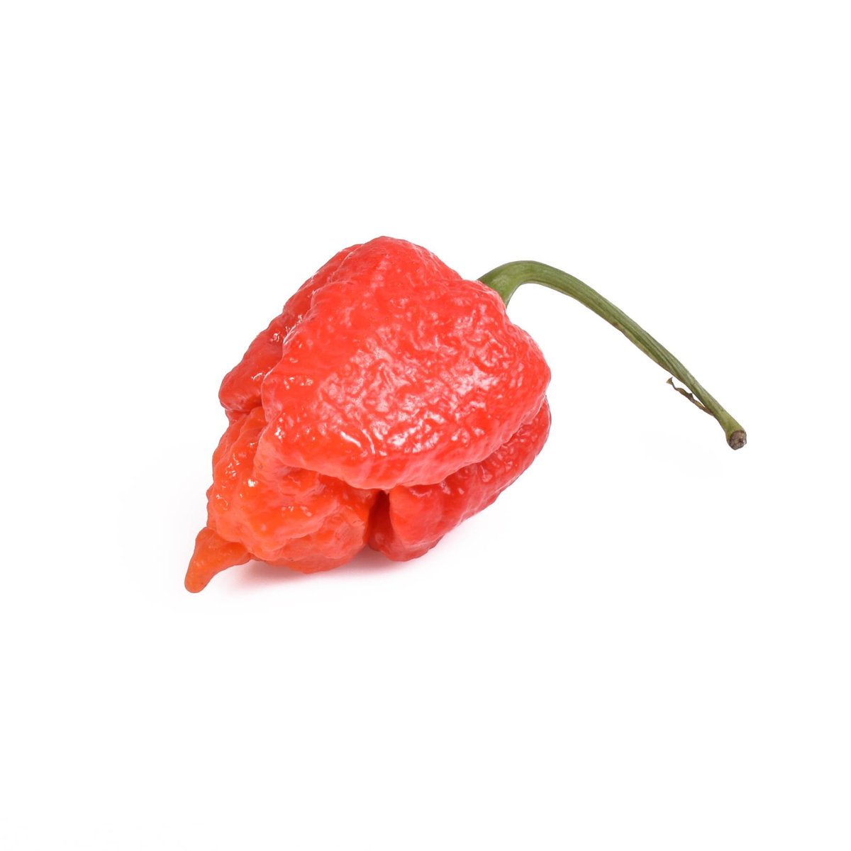 IsskndarAriffin's tweet photo. Lada yang dikenali sebagai Carolina Reaper yang ditanam oleh seorang lelaki yang bernama Ed Currie merupakan antara lada yang paling pedas di dunia. Guinness World Book of Record mencatatkan tahap kepedasan lada ini mencecah  1,641,183 Scoville Heat Units. https://t.co/cen4iFQTkH