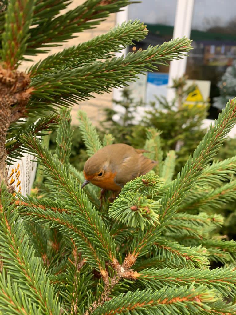 jct17m4pitstop's tweet photo. We are having daily visits from this little robin who is loving all the living Christmas trees @jct17m4pitstop #livingchristmastrees #Christmas2020 #ChristmasTree #sustainablechristmas #treeforlife #Chippenham #ChristmasWeLove #rentalclaus #kingtonlangley #suttonbenger https://t.co/7JgRlWOz4r