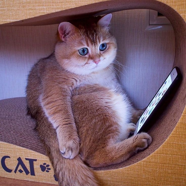 LoveCat03865841's tweet photo. The cat eats a loafš
ā¢
ā¢
ā¢
Tag someone who loveš
ā¢
ā¢
#catpet #catworlds #catsad #cat #cats #catsleeper #catmemeoftheday #instacat #coffeecat #catlifethuglife #catlifes #catlifeisgood #goodcatch #catpins #catpawcommunity #catplugsĀ #catprint #catpeopleproblems https://t.co/NXUo3EeGNb