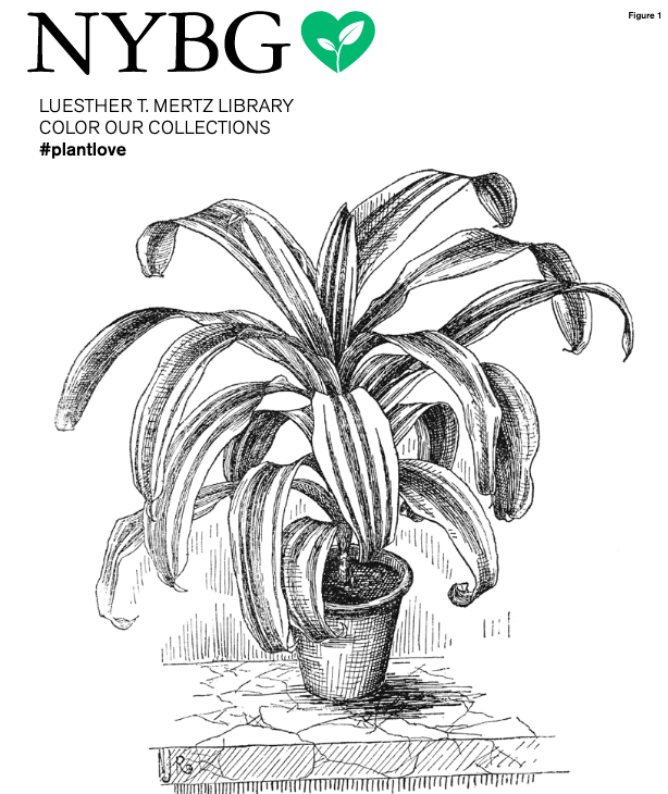 The LuEsther T. Mertz Library of The New York Botanical Garden Coloring Book 2019 Free Colour Book library.nyam.org/colorourcollec…