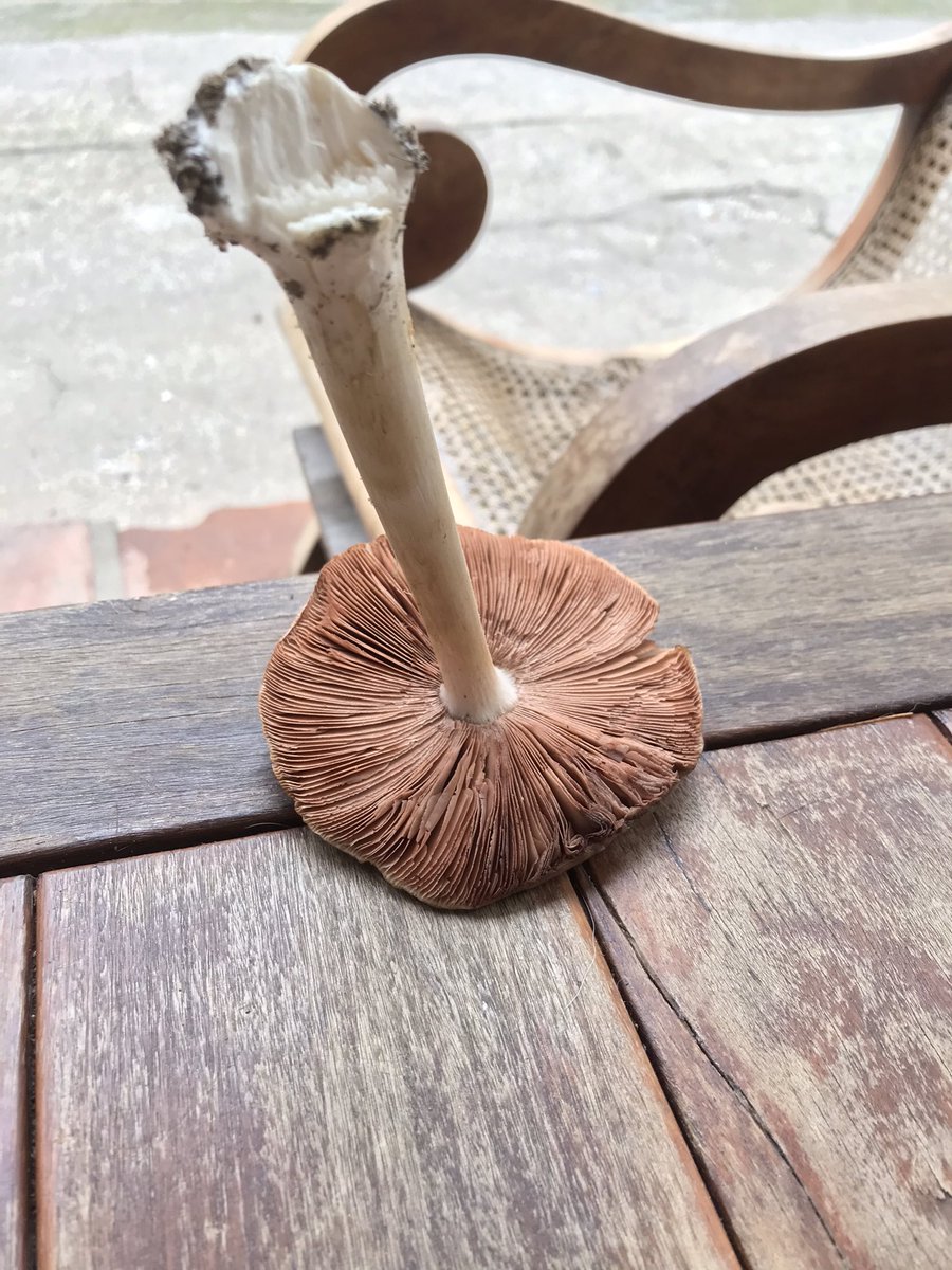 BishopGi's tweet photo. Yes or no #mushrooms #fungi https://t.co/7wQNrtnHsB