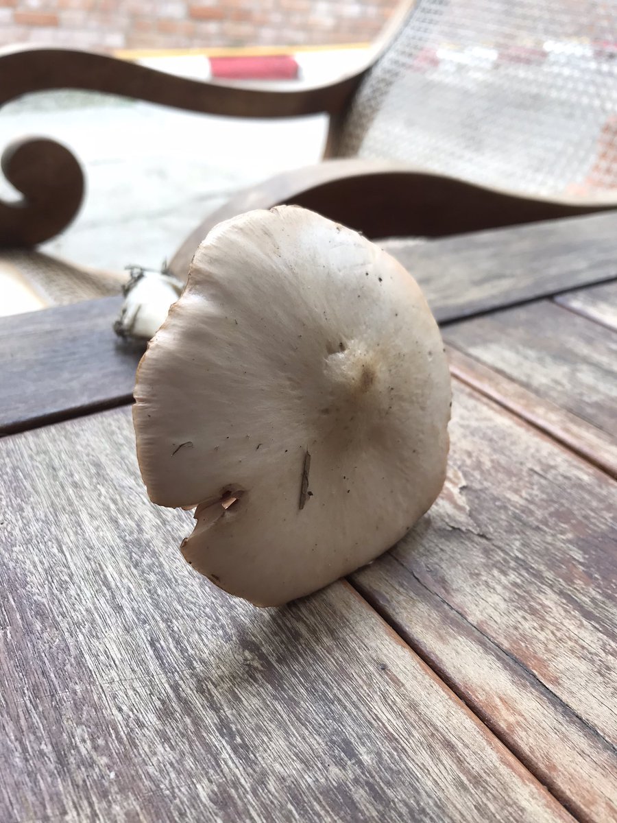 BishopGi's tweet photo. Yes or no #mushrooms #fungi https://t.co/7wQNrtnHsB