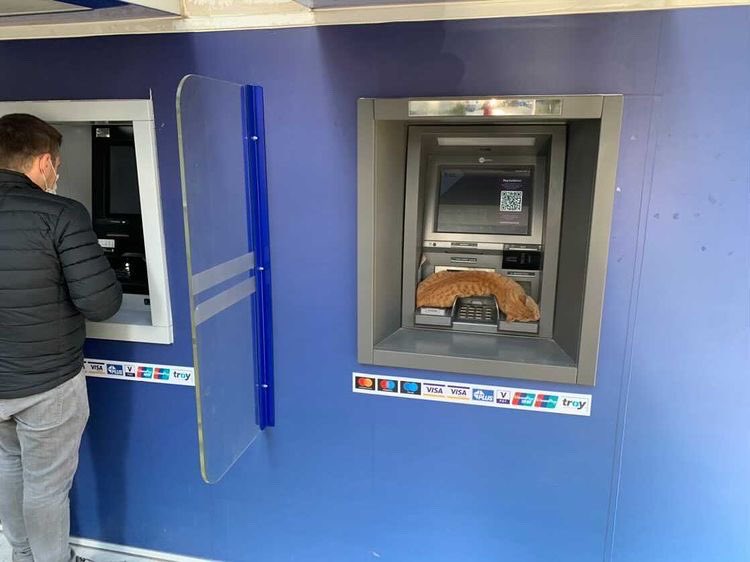 Bergama’da insanlar kedi rahatsız olmasın diye ATM kuyruğunda😊