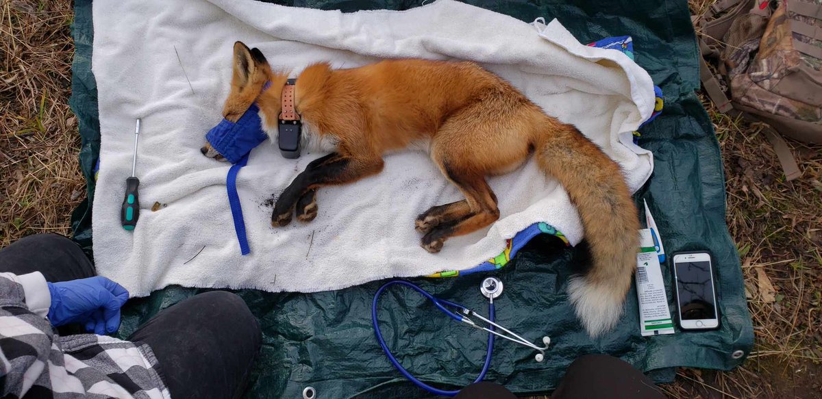 UW UrbanCanidProject tweet media