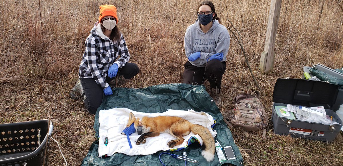 UW UrbanCanidProject tweet media