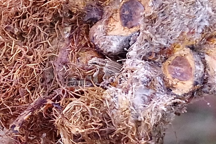 LincsBeetles's tweet image. Struggling for beetles in November? Check your Diplolepis galls for Sitona lineatus! @britgalls @WeevilRS