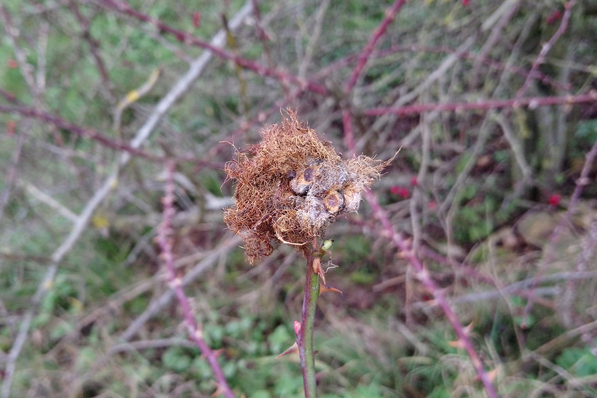 Struggling for beetles in November? Check your Diplolepis galls for Sitona lineatus! <a href="/britgalls/">British Plant Galls</a> <a href="/WeevilRS/">WeevilRS</a>