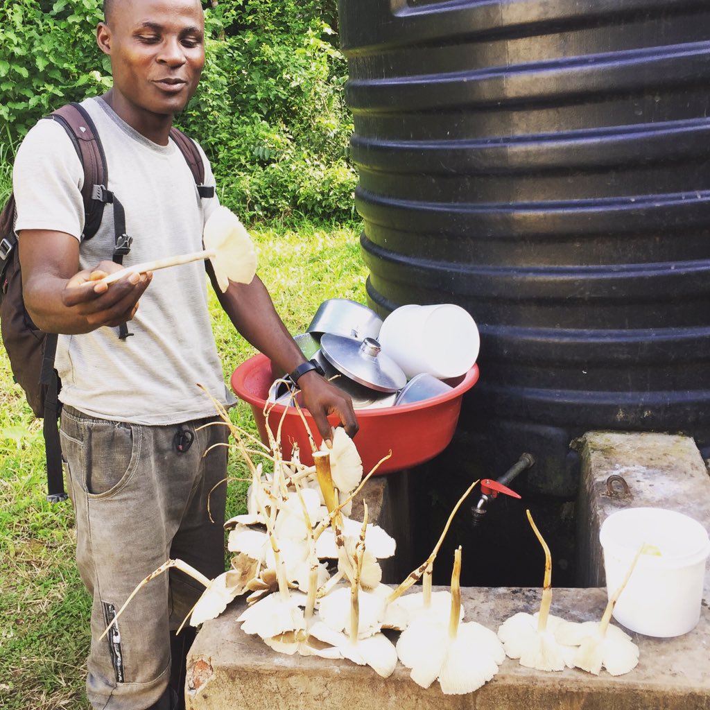 BugomaPrimates's tweet photo. Our staff have been hard at work throughout lock-down monitoring the #Bugomaforest primates’ health come rain or shine - wet season field days are particularly tough but they do have their advantages... #shroom #tonightwefeast https://t.co/ExL6xFOk4w