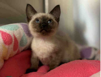 SiameseAngels's tweet photo. This CAT a 10 wk old neutered male Chocolate Point #Siamese in Bonita, CA  ID#A1877630
https://t.co/aYh8hYE25S
#AdoptDontShop #AdoptMe #SoCal #BeautifulCats #RescueCats #LostCat #Foster https://t.co/9X93BfngeX