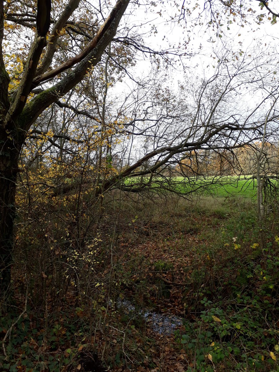 MrPB_Esq's tweet image. #MoBearMrPB and #MoSista Susan joining in on World #MoRunning Day this #Movember morning with our #MoRun for #MoBros, a beautiful mindful #VirtualMoPotter #GoWalkMrPB 🐾👣❤🐌 here... 🍃🍂🍁🌳🌊
Stay safe, look after yourselves #Movember2020 and always ❤
#MentalHealthMatters 💙