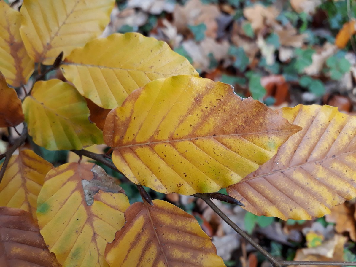 MrPB_Esq's tweet image. #MoBearMrPB and #MoSista Susan joining in on World #MoRunning Day this #Movember morning with our #MoRun for #MoBros, a beautiful mindful #VirtualMoPotter #GoWalkMrPB 🐾👣❤🐌 here... 🍃🍂🍁🌳🌊
Stay safe, look after yourselves #Movember2020 and always ❤
#MentalHealthMatters 💙