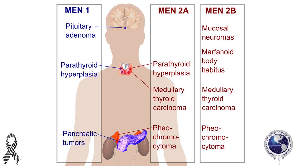 American Association of Endocrine Surgeons tweet media