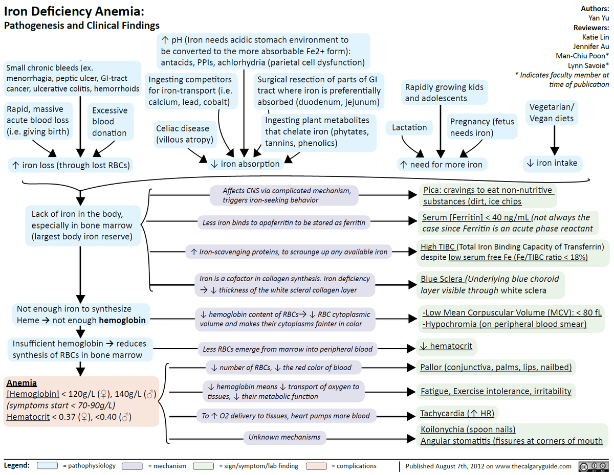 ManualOMedicine's tweet photo. Iron Deficiency Anemia - Pathogenesis and Clinical Findings . #meded #foamed #medtwitter #hematology https://t.co/OtRksLOVre