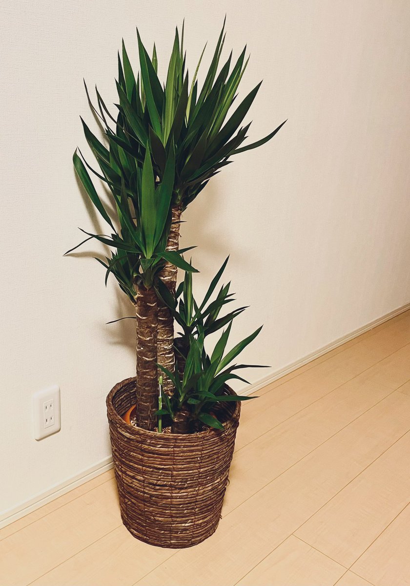 ゴトーヒナコ 買った 念願の観葉植物 住んでるところ狭すぎる 母の名前と似てるから買った ユッカ ゴトーヒナコ 買った 念願の観葉植物 住んでるところ狭すぎる 母の名前と似てるから買った ユッカ