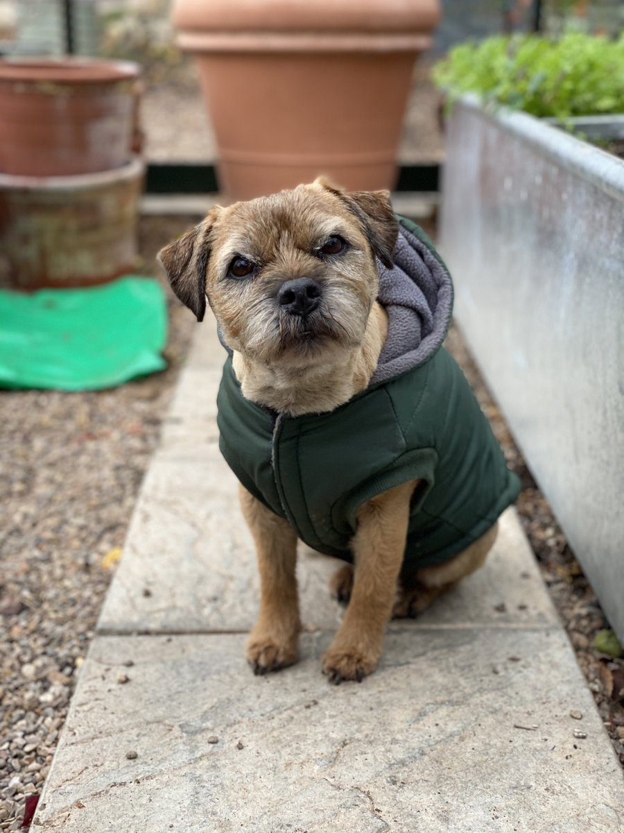 Mr Grumpy pooch has decided it’s time to go in, he’s had enough after appearing on <a href="/Saralimback/">Sara Venn 🏳️‍🌈🏳️‍⚧️ she/her</a> and my IGTV live! His agent said he needs a rest and a tummy tickle
#gardenlockdownjobs #dogs #dogsofinstagram