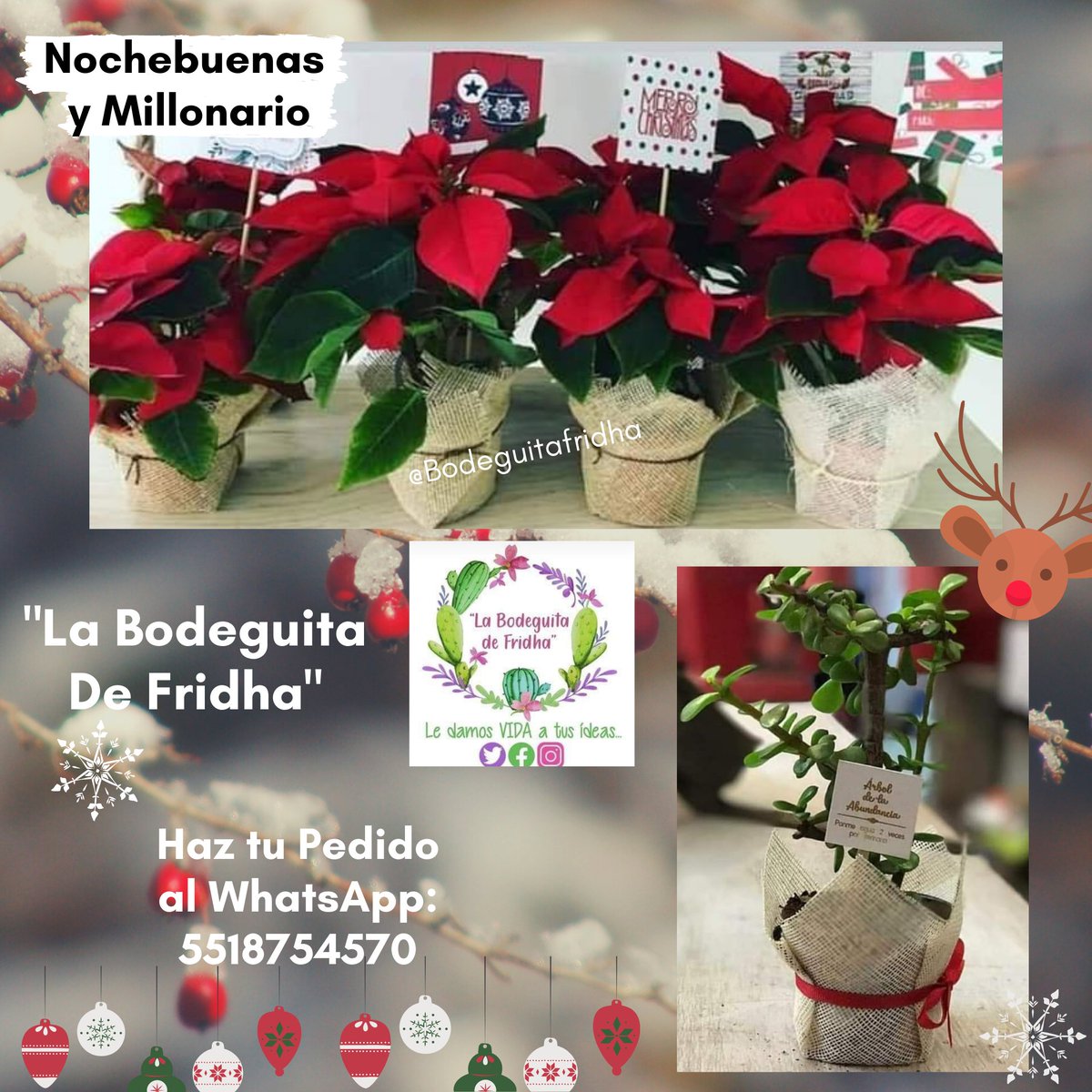 BodeguitaFridha's tweet photo. #RegaloPerfecto 🎄🌺
#IntercambiaUnaPlanta 💚 🎅🏻
Así arrancamos nuestra producción Navideña. Y tenemos estos lindísimos arreglos con Nochebuenas y Millonarios, ideales como regalo para tu persona favorita 😋 
Consume local y apoya al Emprendedor Mexicano 👍🏼 🌵
@BodeguitaFridha 🌻 https://t.co/ZACPVd6XRs