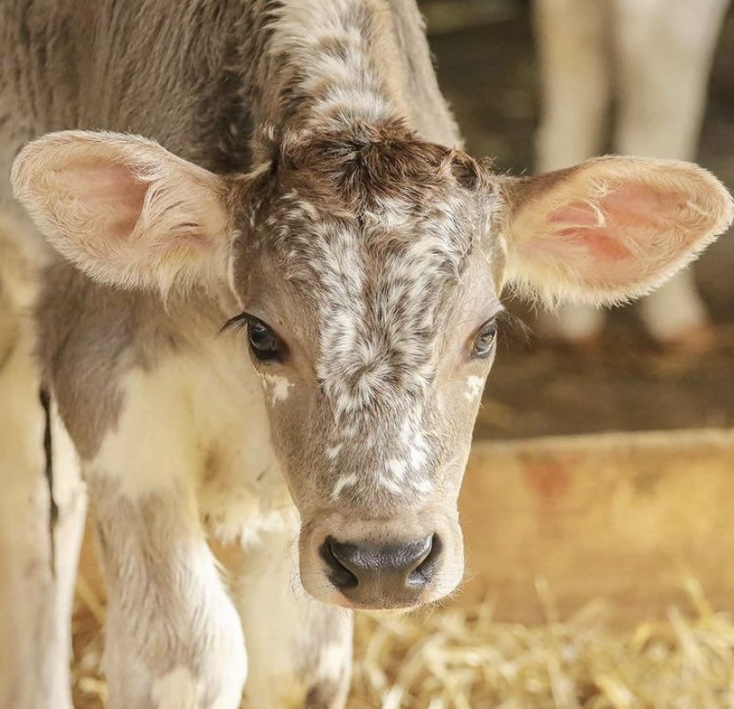 Cow of the Day🐮 tweet media