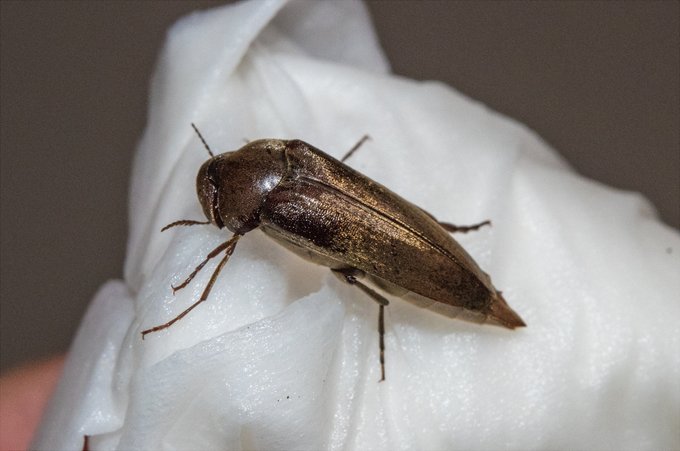 こんな季節に灯かりに来ていた

クリイロヒゲハナノミ
でいいのかなあ 