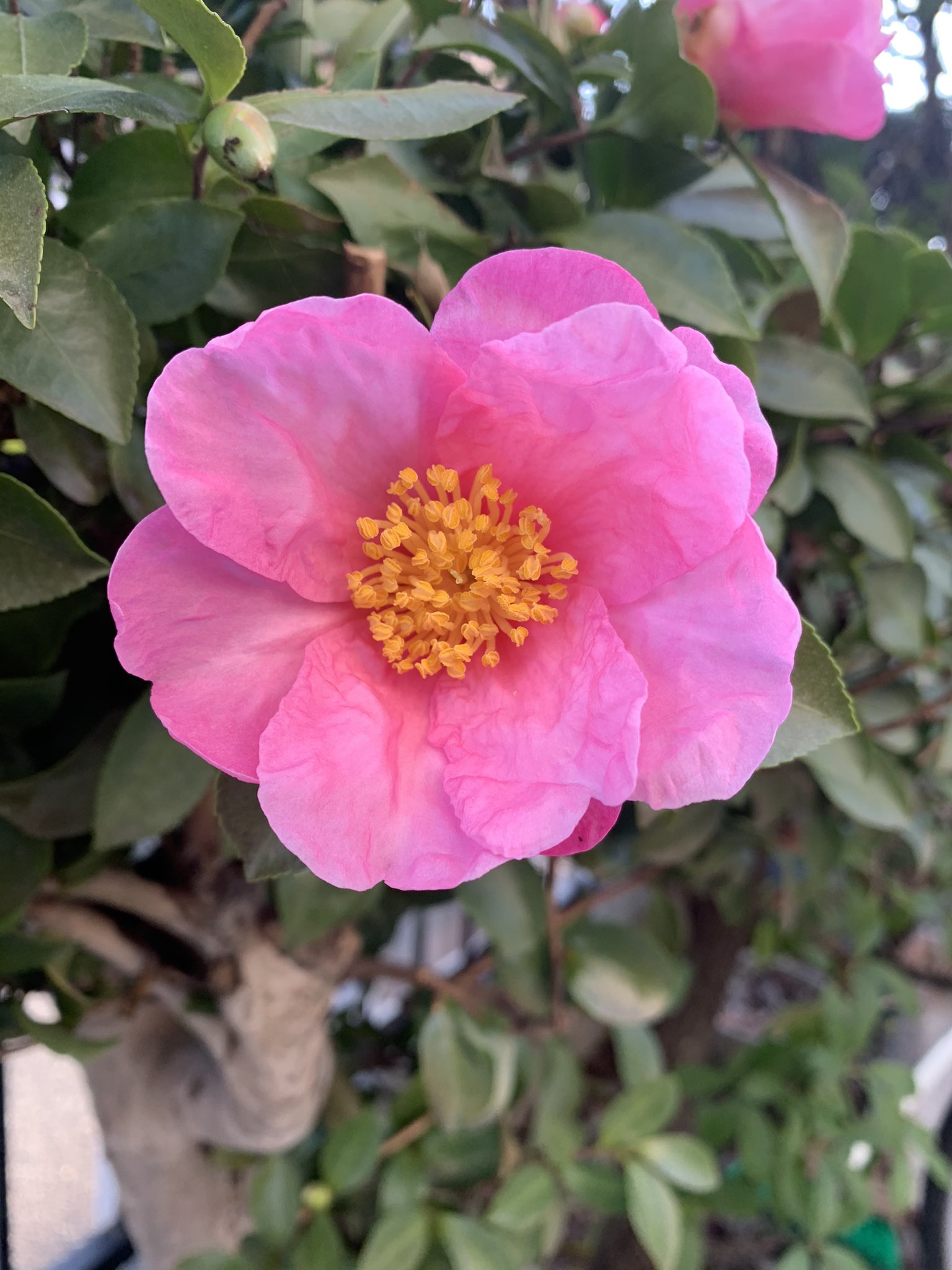 ⚠️庭の花様ご連絡ページ⚠️ お庭のお花ｼﾘｰｽﾞ - Search / X