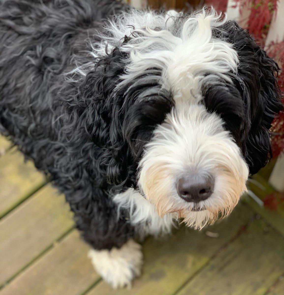 Julie Holiday The World Needs More Of This Guy Right Here There S A Reason Dog Is God Spelled Backwards Love My Baby Kohl Kohlthebernedoodle T Co Cbzm3neqoq Julie Holiday The World Needs More Of This Guy Right Here There S A Reason Dog Is God Spelled Backwards Love My Baby Kohl Kohlthebernedoodle T Co Cbzm3neqoq