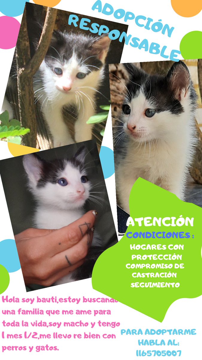 antoprovasi's tweet photo. ADOPCIÓN RESPONSABLE #AdoptaNoCompres #AdopciónResponsable #gatos #adopciones #BuenosDiasATodos #BuenosAires https://t.co/4SV6caviI9