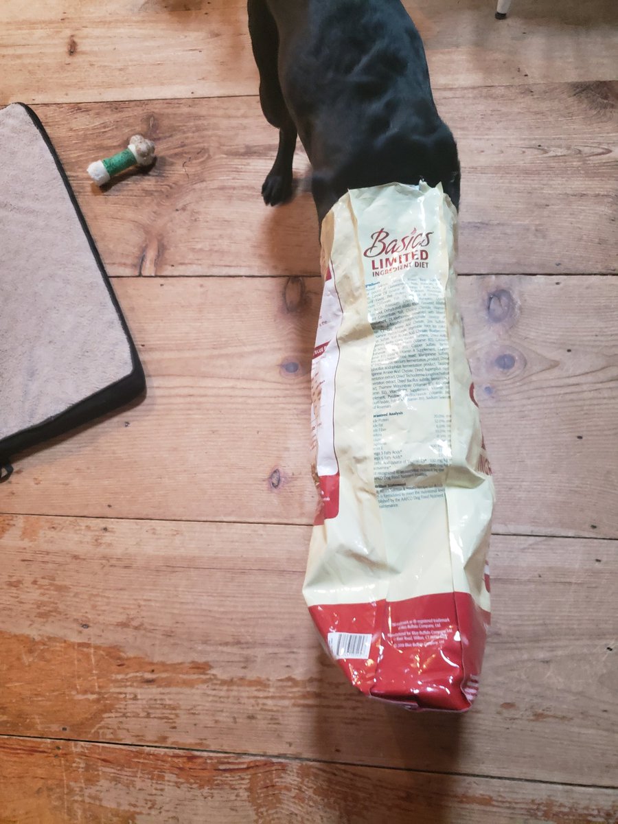 CaponeCinda's tweet photo. Penny @NEADSdogs thinks @bluebuffalo is good to the last crumb! https://t.co/eVTITLJxkn