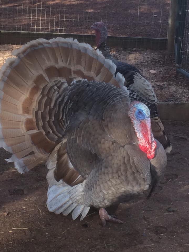 RachnaDar's tweet photo. It’s a Turkey bird. I have never see that bird in India. Here I have seen Turkey 🦃 bird. So cute.  #picoftheday   #SaturdayMorning   #SaturdayThoughts   #beautiful   #turkeybird   #BetterDaysAhead   #BeKind    #behaviour   #behappy https://t.co/Ea0PcJoVVw