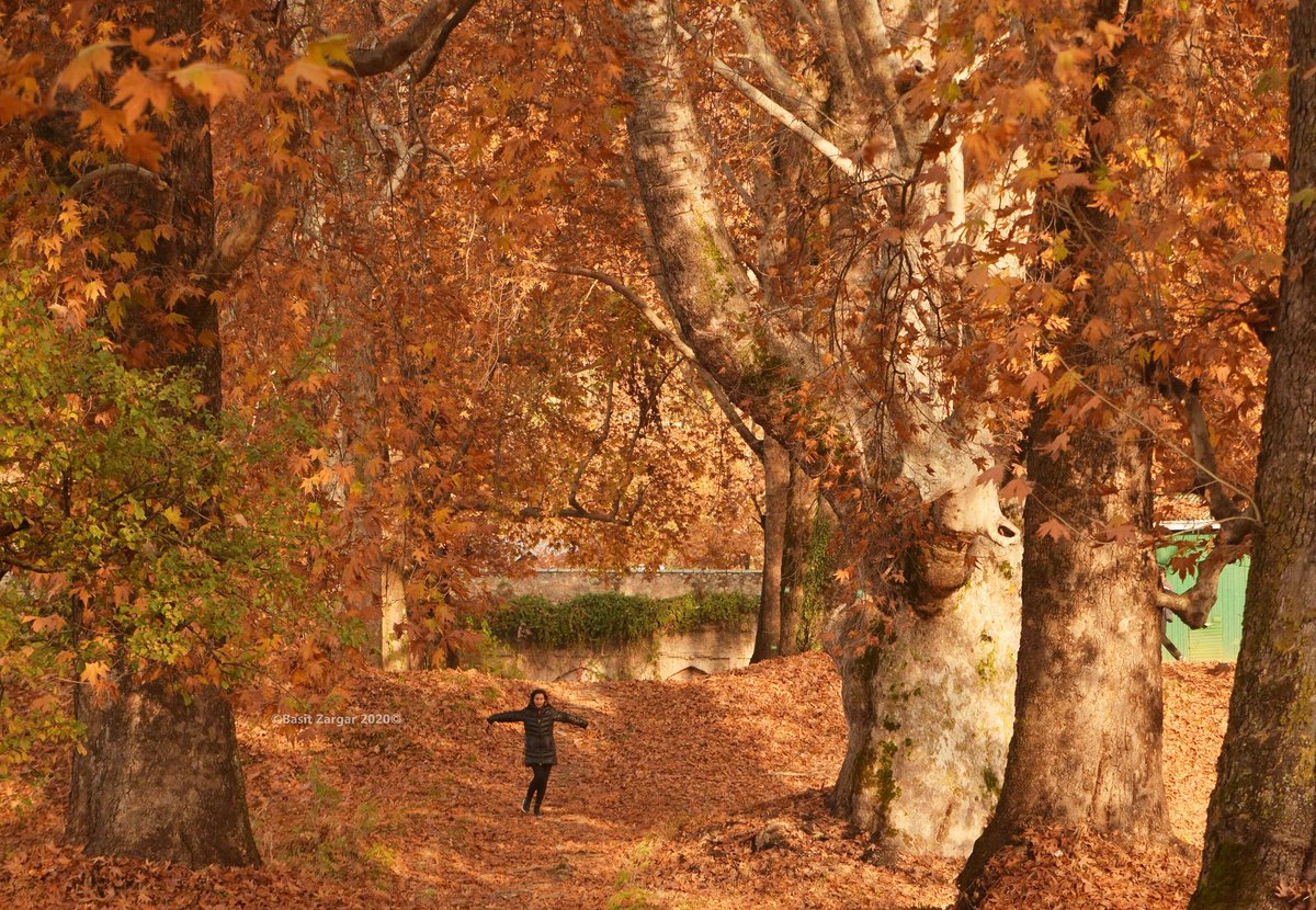 basiitzargar's tweet image. Autumn in Kashmir a stunning delight