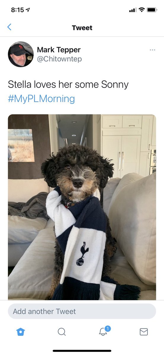 Chitowntep's tweet photo. #MyPLMorning Stella ready for a big game https://t.co/d1BoCEaAMB
