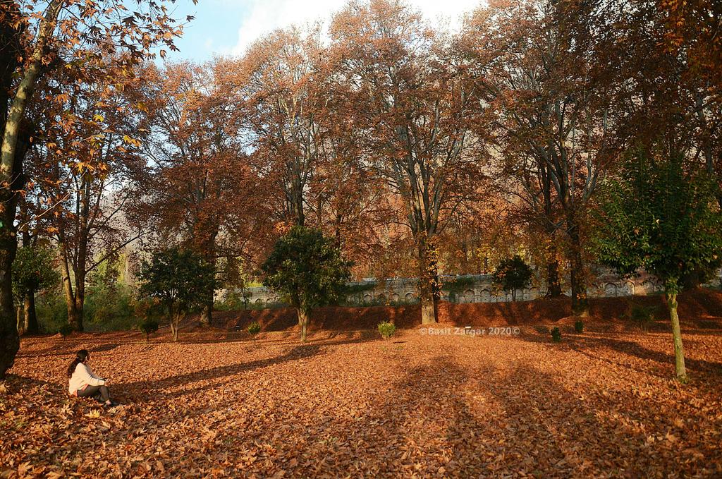 basiitzargar's tweet image. Autumn in Kashmir a stunning delight