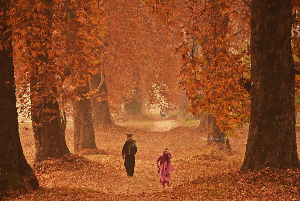 basiitzargar's tweet image. Autumn in Kashmir a stunning delight