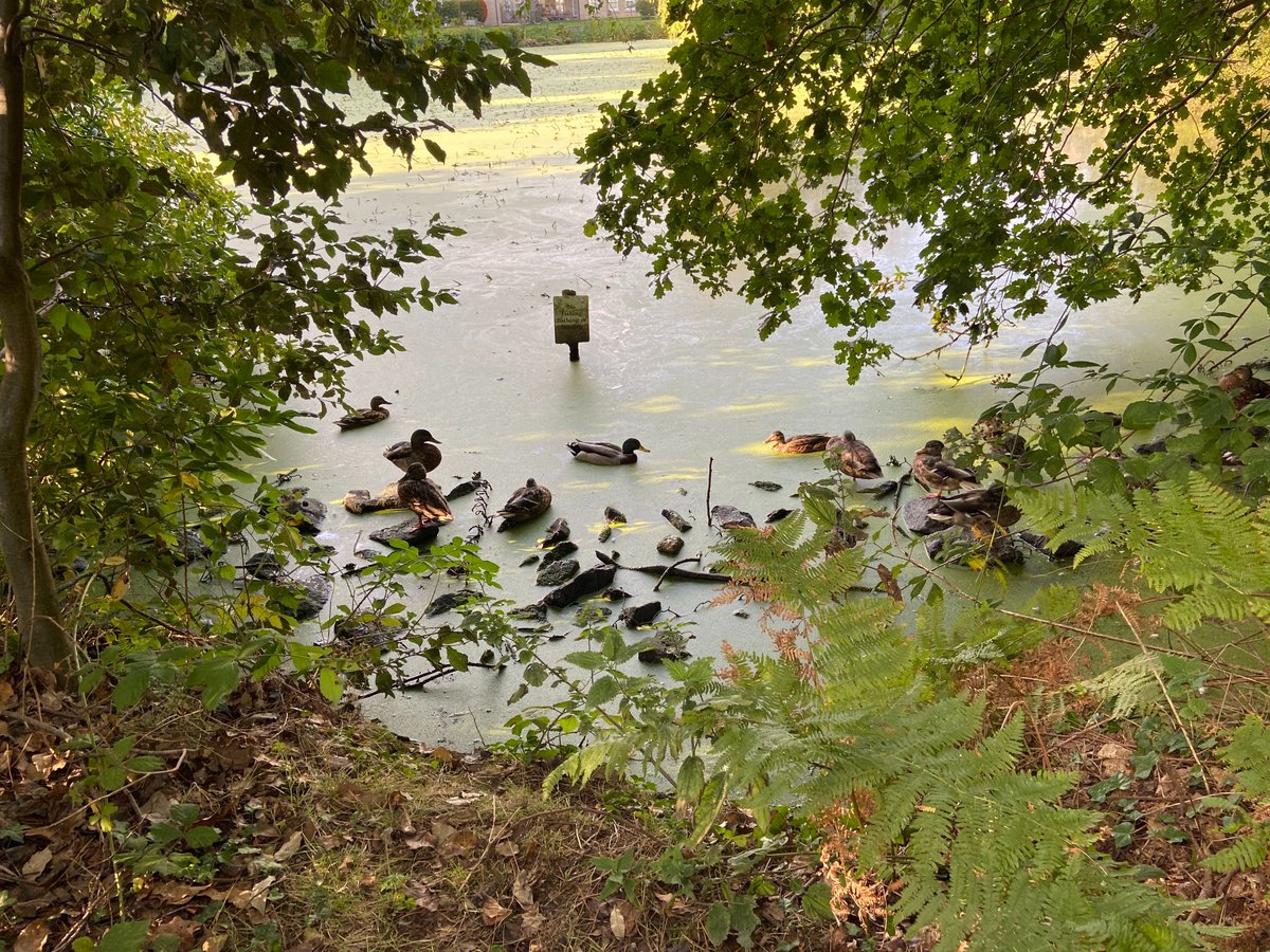 L brings us to Lexden in our  #AtoZofLockdownColchester. Take your pick from Lexden Park or Lexden Springs! Two local Nature Reserves with walks, woodland and wildlife!Download a map here:  https://bit.ly/3nO5Xzx&nbsp;