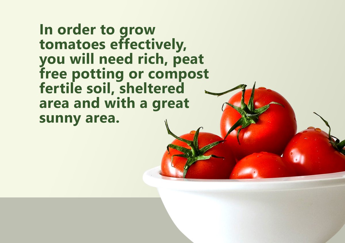 GuidePlanting's tweet image. It&apos;s tomato planting time everyone! Planning to plant tomatoes at home? Here is a step by step guide to enjoy your tasty organic homegrown tomatoes. 
#tomato #tomatolover #plants #theplantingguide #homegrownvegetables 
Share here 👇 some tips
theplantingguide.com/plant/2020/11/…