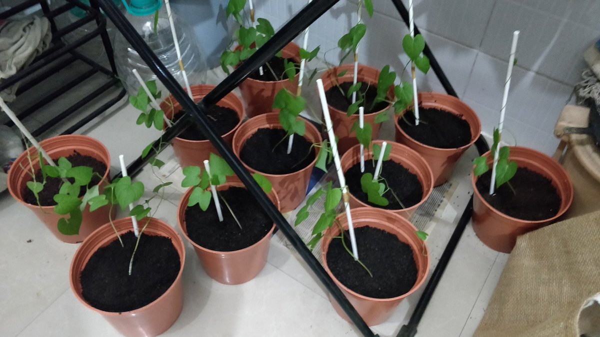 koppsid's tweet photo. Gardening expmt- morning glory creeper carpet in the balcony.
Seedlings>transplanted>setup>first blooms 😄 https://t.co/unTs6RB2HZ