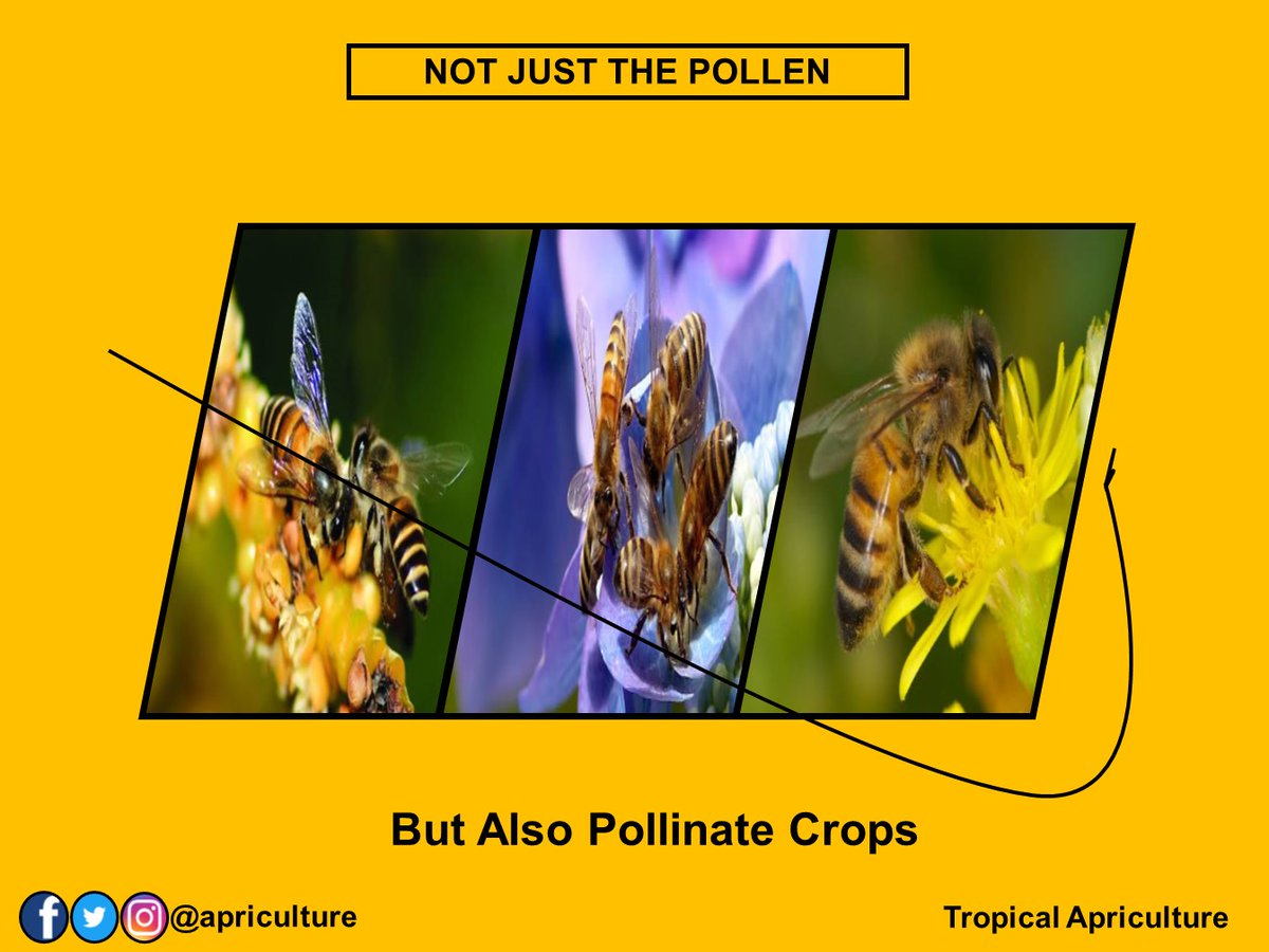 apriculture's tweet photo. Bees don't just take pollen but also pollinate crops. #pollinators #pollen #crops #farm356 #farmrewards #apis #farmlife #honeydecay #tropicalapriculture https://t.co/TPEXl2Jh2i