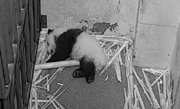 GoofballAnimals's tweet photo. #ThoseFeet #cubcake xo https://t.co/SRVyEeC5d8