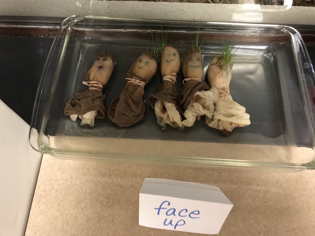 sgavin34's tweet photo. Our grassheads experiment helped us solve the mystery, “Why do trees grow so tall?” Because they’re trying to reach the sunlight! #winfield34 https://t.co/8enKimK0Ao